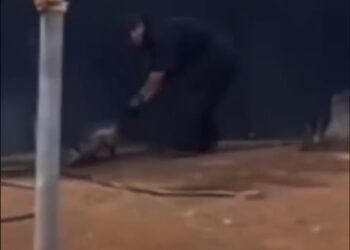 CLAUSURA ESTADO CAR WASH POR MALTRATO ANIMAL; ANUNCIA GLEN VILLARREAL ZAMBRANO SANCIONES TRAS MUERTE DE TLACUACHE