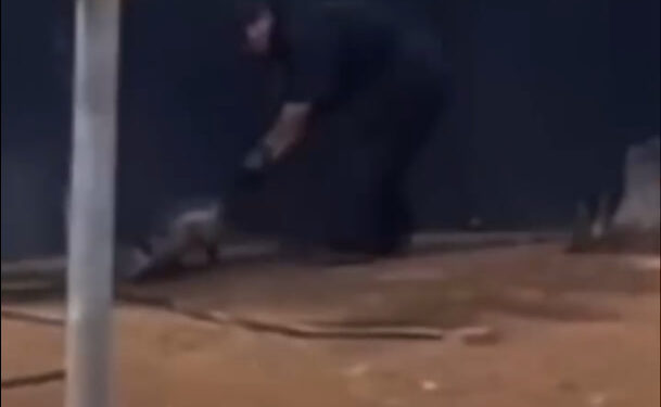 CLAUSURA ESTADO CAR WASH POR MALTRATO ANIMAL; ANUNCIA GLEN VILLARREAL ZAMBRANO SANCIONES TRAS MUERTE DE TLACUACHE 1 CLAUSURA ESTADO CAR WASH POR MALTRATO ANIMAL; ANUNCIA GLEN VILLARREAL ZAMBRANO SANCIONES TRAS MUERTE DE TLACUACHE