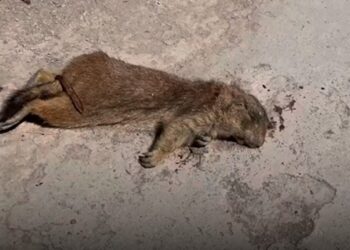 ATROPELLAN PERRITOS DE LA PRADERA EN ÁREAS NATURALES PROTEGIDAS DE GALEANA