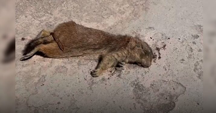 ATROPELLAN PERRITOS DE LA PRADERA EN ÁREAS NATURALES PROTEGIDAS DE GALEANA 1 ATROPELLAN PERRITOS DE LA PRADERA EN ÁREAS NATURALES PROTEGIDAS DE GALEANA