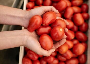 EUA AMENAZA CON ARANCELES A LOS TOMATES MEXICANOS
