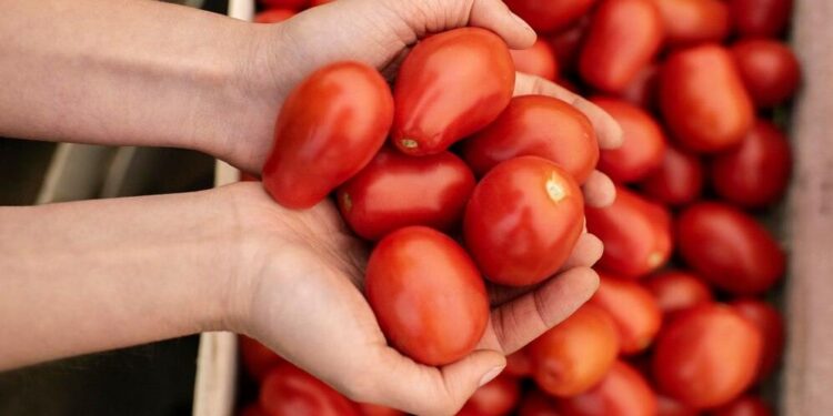 EUA AMENAZA CON ARANCELES A LOS TOMATES MEXICANOS