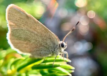 MARIPOSA MILENARIA REVELA SU SECRETO; UN NUEVO HALLAZGO EN CANADÁ REDEFINE LA BIODIVERSIDAD