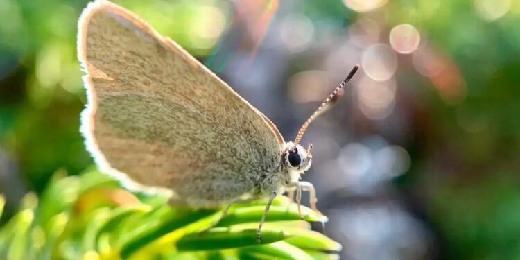 MARIPOSA MILENARIA REVELA SU SECRETO; UN NUEVO HALLAZGO EN CANADÁ REDEFINE LA BIODIVERSIDAD 1 MARIPOSA MILENARIA REVELA SU SECRETO; UN NUEVO HALLAZGO EN CANADÁ REDEFINE LA BIODIVERSIDAD