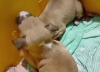 RESCATA SALINAS VICTORIA A DOS CACHORROS PITBULL ATRAPADOS EN TUBERÍA DE DRENAJE