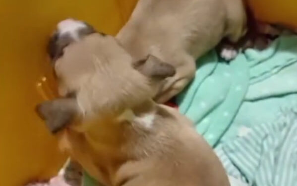 RESCATA SALINAS VICTORIA A DOS CACHORROS PITBULL ATRAPADOS EN TUBERÍA DE DRENAJE