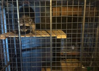 RESCATA GUARDIA FORESTAL MAPACHE ENJAULADO; ASEGURA PARQUES Y VIDA SILVESTRE DE NUEVO LEÓN A EJEMPLAR EN BANQUETA DE APODACA