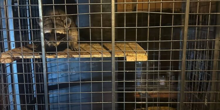 RESCATA GUARDIA FORESTAL MAPACHE ENJAULADO; ASEGURA PARQUES Y VIDA SILVESTRE DE NUEVO LEÓN A EJEMPLAR EN BANQUETA DE APODACA 1 RESCATA GUARDIA FORESTAL MAPACHE ENJAULADO; ASEGURA PARQUES Y VIDA SILVESTRE DE NUEVO LEÓN A EJEMPLAR EN BANQUETA DE APODACA