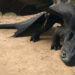 CÓMO ENTRENAR A TU DRAGÓN: LIVE ACTION REVELA NUEVA IMAGEN DE DESDENTAO EN GUARDIA 7 CÓMO ENTRENAR A TU DRAGÓN: LIVE ACTION REVELA NUEVA IMAGEN DE DESDENTAO EN GUARDIA