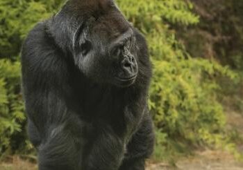 GORILA VS 100 HOMBRES: ¿QUIÉN GANARÍA?