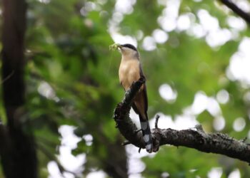DETECTAN AVE NUNCA ANTES VISTA EN NL; REGISTRA PARQUES Y VIDA SILVESTRE A EL CUCLILLO MANGLERO EN LA FAUNA DEL PARQUE LA ESTANZUELA.
