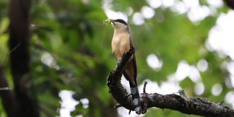 DETECTAN AVE NUNCA ANTES VISTA EN NL; REGISTRA PARQUES Y VIDA SILVESTRE A EL CUCLILLO MANGLERO EN LA FAUNA DEL PARQUE LA ESTANZUELA.