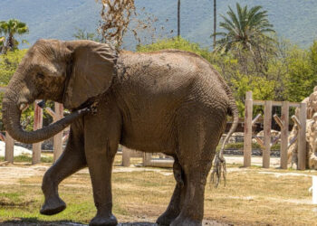 INVITAN A CUMPLE DE MONTY EN LA PASTORA; FESTEJARÁN 19 AÑOS DEL PRIMER ELEFANTE AFRICANO NACIDO EN NUEVO LEÓN