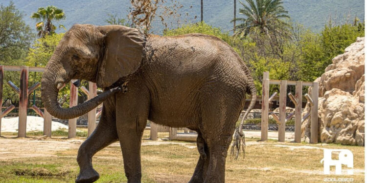 INVITAN A CUMPLE DE MONTY EN LA PASTORA; FESTEJARÁN 19 AÑOS DEL PRIMER ELEFANTE AFRICANO NACIDO EN NUEVO LEÓN