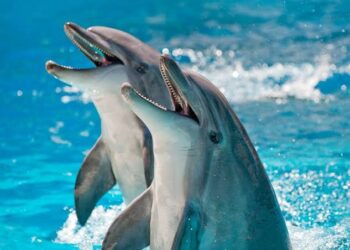 REFORMA PROHÍBE ESPECTÁCULOS CON DELFINES; “LEY MINCHO” DA PASO AL FIN DE LOS DELFINARIOS EN MÉXICO