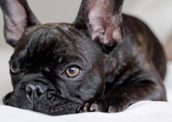 ¿CUÁNTAS HORAS PUEDE ESTAR SOLO UN PERRO ADULTO?