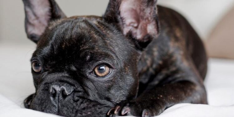 ¿CUÁNTAS HORAS PUEDE ESTAR SOLO UN PERRO ADULTO? 1 ¿CUÁNTAS HORAS PUEDE ESTAR SOLO UN PERRO ADULTO?