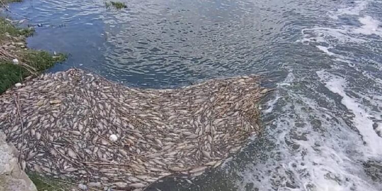 INVESTIGA DIVISIÓN AMBIENTAL PECES MUERTOS EN RÍO PESQUERÍA; INSPECCIONA GUARDIA FORESTAL DE PVSNL Y PROCURADURÍA ESTATAL DEL MEDIO AMBIENTE MÁRGENES EN TRES MUNICIPIOS.