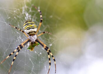 LLUEVEN ARAÑAS EN AUSTRALIA; EL FENÓMENO NATURAL DEL “BALLOONING”