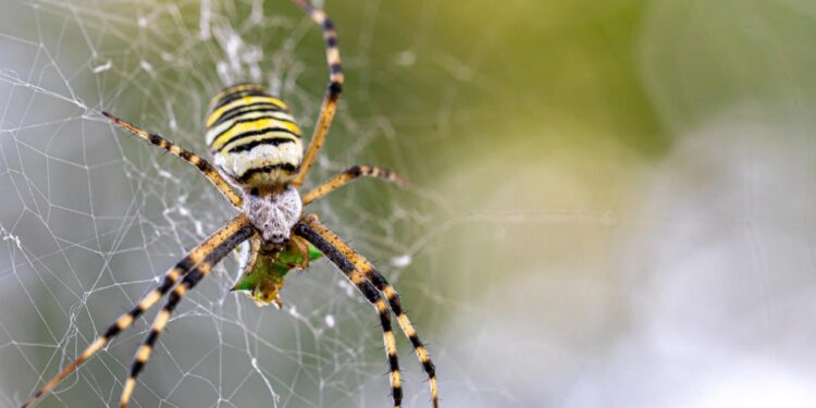 LLUEVEN ARAÑAS EN AUSTRALIA; EL FENÓMENO NATURAL DEL “BALLOONING” 1 LLUEVEN ARAÑAS EN AUSTRALIA; EL FENÓMENO NATURAL DEL “BALLOONING”