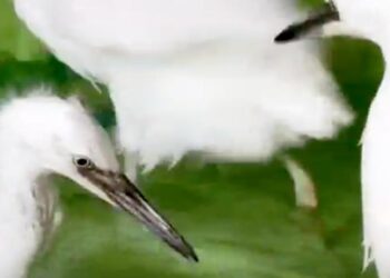 LIBERA PARQUES Y VIDA SILVESTRE GARZAS RESCATADAS EN PARQUE EL CAPITÁN; REGRESAN EJEMPLARES A SU HÁBITAT LUEGO QUE UNA PODA AFECTARÁ SUS NIDOS. 1 LIBERA PARQUES Y VIDA SILVESTRE GARZAS RESCATADAS EN PARQUE EL CAPITÁN; REGRESAN EJEMPLARES A SU HÁBITAT LUEGO QUE UNA PODA AFECTARÁ SUS NIDOS.