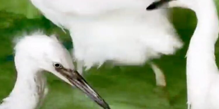 LIBERA PARQUES Y VIDA SILVESTRE GARZAS RESCATADAS EN PARQUE EL CAPITÁN; REGRESAN EJEMPLARES A SU HÁBITAT LUEGO QUE UNA PODA AFECTARÁ SUS NIDOS. 1 LIBERA PARQUES Y VIDA SILVESTRE GARZAS RESCATADAS EN PARQUE EL CAPITÁN; REGRESAN EJEMPLARES A SU HÁBITAT LUEGO QUE UNA PODA AFECTARÁ SUS NIDOS.