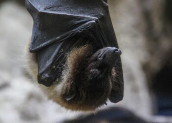 MURCIÉLAGOS: LA CLAVE PARA DERROTAR AL CÁNCER