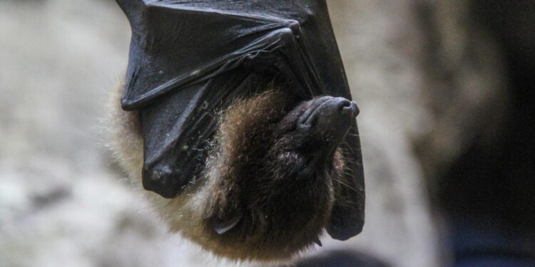 MURCIÉLAGOS: LA CLAVE PARA DERROTAR AL CÁNCER