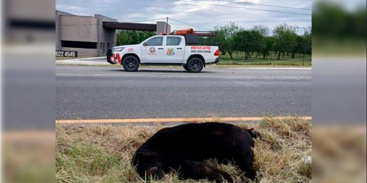 DESCARTA PVSNL QUE OSO ATROPELLADO HAYA SIDO REUBICADO; EJEMPLAR NO PORTABA ARETE NI COLLAR SATELITAL 1 DESCARTA PVSNL QUE OSO ATROPELLADO HAYA SIDO REUBICADO; EJEMPLAR NO PORTABA ARETE NI COLLAR SATELITAL