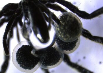 DESCUBREN ARAÑAS DE MAR QUE SE ALIMENTAN DE METANO