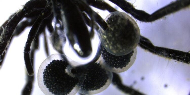 DESCUBREN ARAÑAS DE MAR QUE SE ALIMENTAN DE METANO