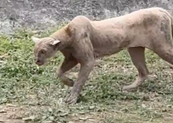 PONEN TRAMPA A PUMA; RECOMIENDA PVSNL CUIDAR A MASCOTAS ANTE AVISTAMIENTO