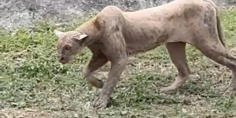 PONEN TRAMPA A PUMA; RECOMIENDA PVSNL CUIDAR A MASCOTAS ANTE AVISTAMIENTO 1 PONEN TRAMPA A PUMA; RECOMIENDA PVSNL CUIDAR A MASCOTAS ANTE AVISTAMIENTO