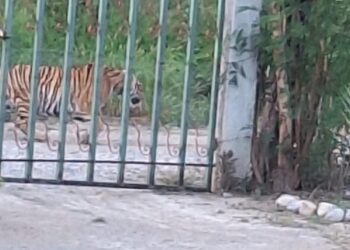 AHORA AVISTAN TIGRE EN SALINAS VICTORIA; ATIENDE PVSNL REPORTE DE EJEMPLAR QUE NO FORMA PARTE DE LA FAUNA REGIONAL.