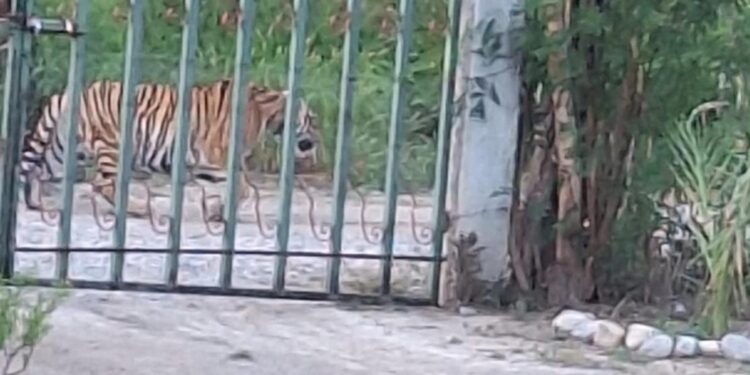 AHORA AVISTAN TIGRE EN SALINAS VICTORIA; ATIENDE PVSNL REPORTE DE EJEMPLAR QUE NO FORMA PARTE DE LA FAUNA REGIONAL.