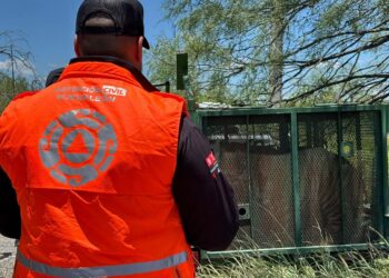 CAPTURA PVSNL A TIGRE; APARECE DUEÑO EN SALINAS VICTORIA