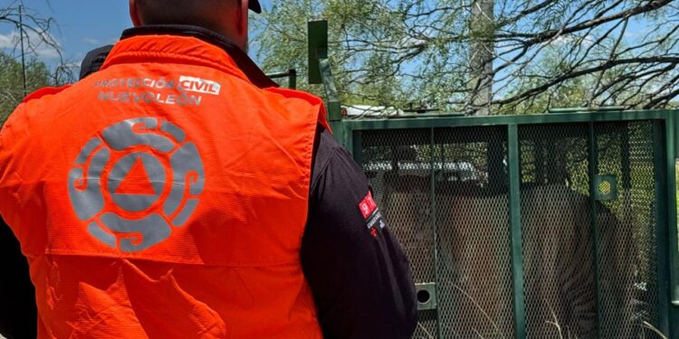 CAPTURA PVSNL A TIGRE; APARECE DUEÑO EN SALINAS VICTORIA 1 CAPTURA PVSNL A TIGRE; APARECE DUEÑO EN SALINAS VICTORIA