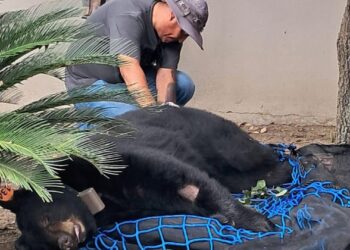 RESCATA PVSNL OSO EN ALLENDE; EJEMPLAR RECIBIRÁ ATENCIÓN MÉDICA Y SERÁ LIBERADO EN ZONA SEGURA.