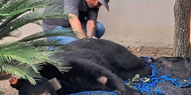 RESCATA PVSNL OSO EN ALLENDE; EJEMPLAR RECIBIRÁ ATENCIÓN MÉDICA Y SERÁ LIBERADO EN ZONA SEGURA. 1 RESCATA PVSNL OSO EN ALLENDE; EJEMPLAR RECIBIRÁ ATENCIÓN MÉDICA Y SERÁ LIBERADO EN ZONA SEGURA.