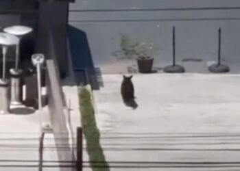 ¿DE SHOPPING? ¡QUÉ OSO! CAPTAN A OSEZNO CORRIENDO POR CENTRO COMERCIAL DE VASCONCELOS, EN SAN PEDRO.
