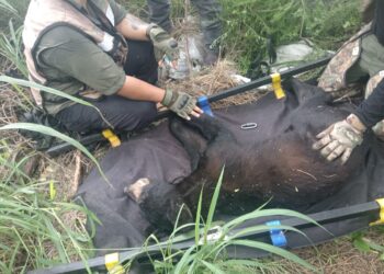 RESCATA GUARDIA FORESTAL A OSO DE VASCONCELOS;REUBICARÁ PVSNL A EJEMPLAR EN SU HÁBITAT.