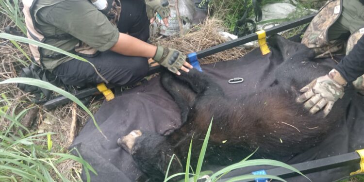 RESCATA GUARDIA FORESTAL A OSO DE VASCONCELOS;REUBICARÁ PVSNL A EJEMPLAR EN SU HÁBITAT.