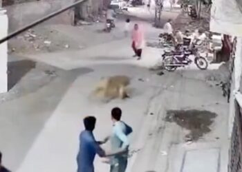 LEÓN ATACA A MUJER Y NIÑOS DUEÑOS SON ARRESTADOS EN LAHORE