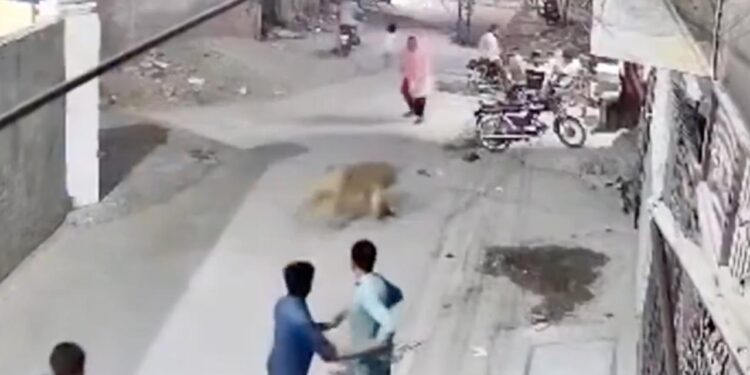 LEÓN ATACA A MUJER Y NIÑOS DUEÑOS SON ARRESTADOS EN LAHORE