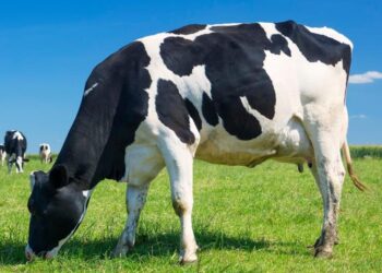 CERTIFICADOS FALSOS AGRAVAN CRISIS DEL GUSANO BARRENADOR