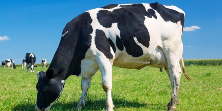 CERTIFICADOS FALSOS AGRAVAN CRISIS DEL GUSANO BARRENADOR