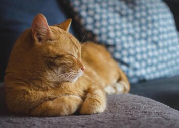 ADVIERTEN SOBRE COMIDA HUMANA PELIGROSA PARA GATOS; VETERINARIOS IDENTIFICAN ALIMENTOS TÓXICOS