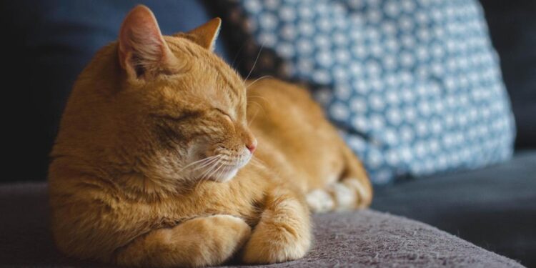 ADVIERTEN SOBRE COMIDA HUMANA PELIGROSA PARA GATOS; VETERINARIOS IDENTIFICAN ALIMENTOS TÓXICOS