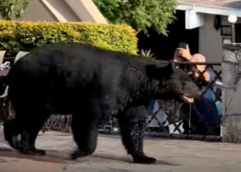 OSO AL AGUA; IRRUMPE EJEMPLAR EN RESIDENCIA DE CHIPINQUE PARA DARSE CHAPUZÓN EN ALBERCA.