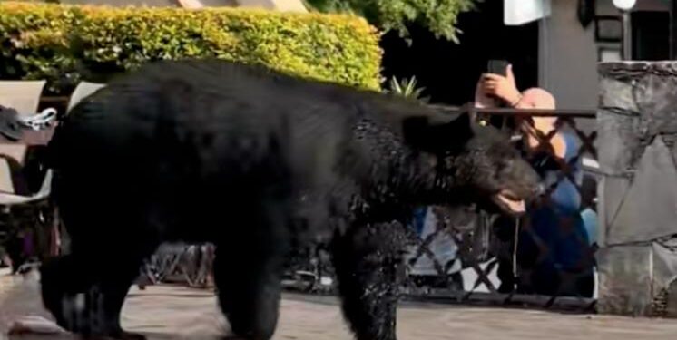 OSO AL AGUA; IRRUMPE EJEMPLAR EN RESIDENCIA DE CHIPINQUE PARA DARSE CHAPUZÓN EN ALBERCA.